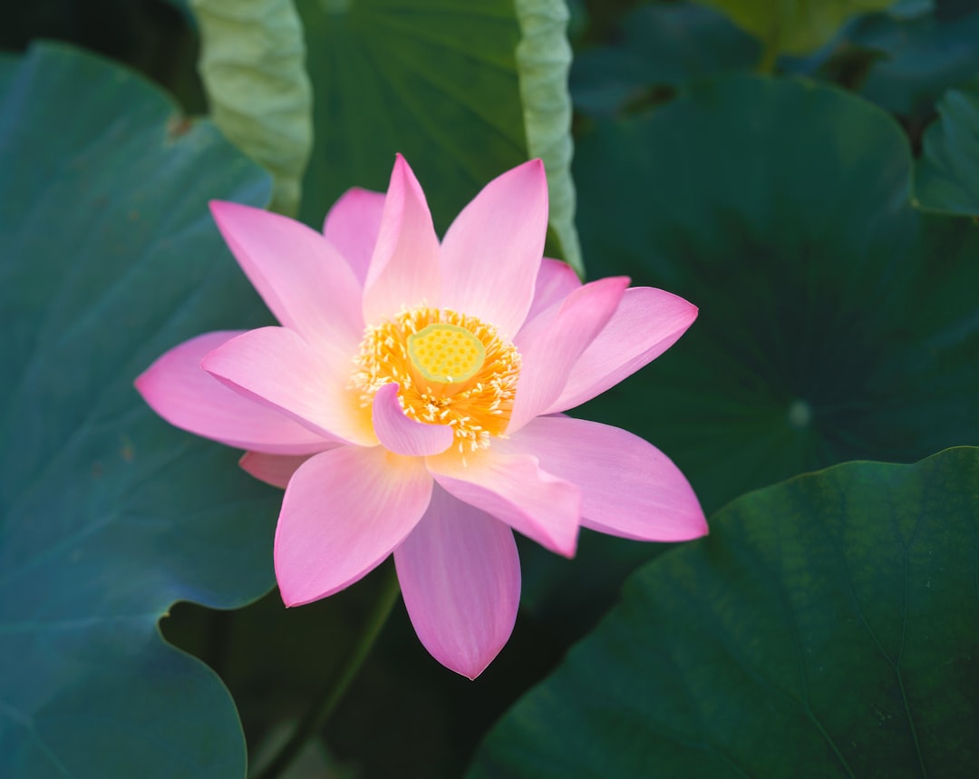 花蓮 花蓮