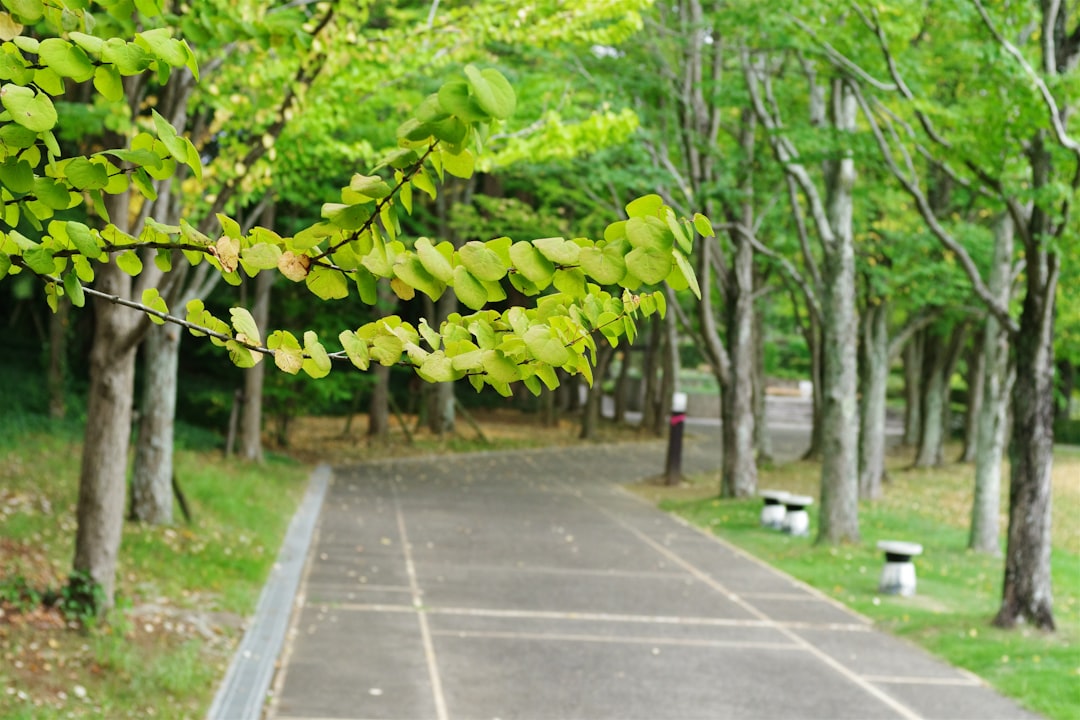 花蓮市中山公園 花蓮市中山公園