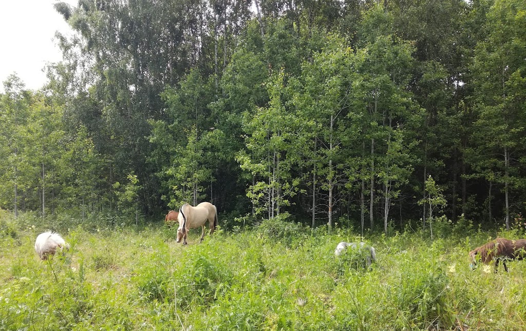 Finnbyn talli