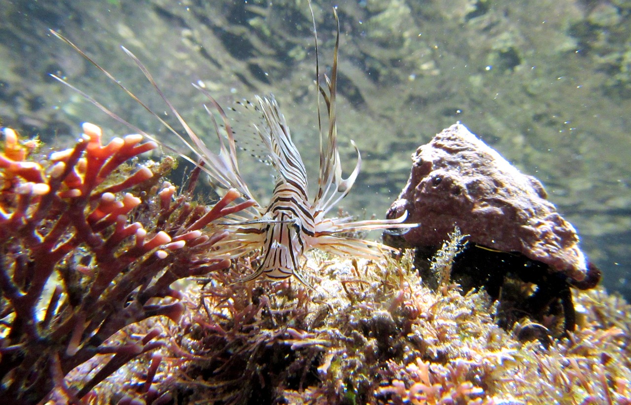 FireFish FireFish