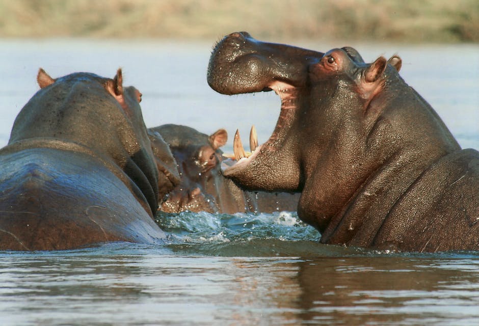 Hiekan Hippos - Pihtiputaan ravirata Hiekan Hippos - Pihtiputaan ravirata
