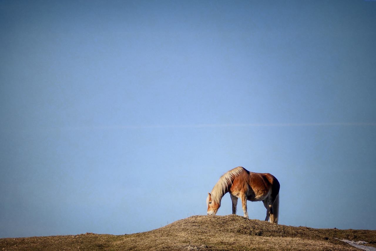 Horse Hill Ky Horse Hill Ky