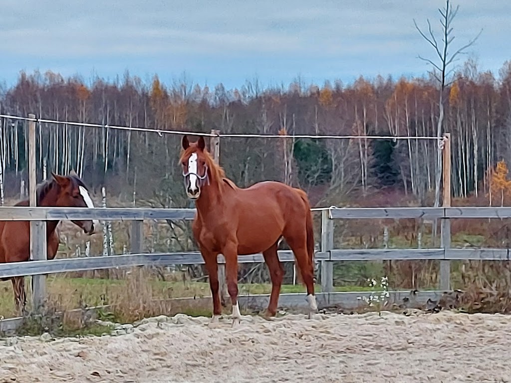 Kotka hobutalu Kotka hobutalu
