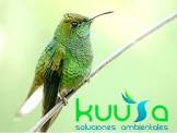 Kuusa