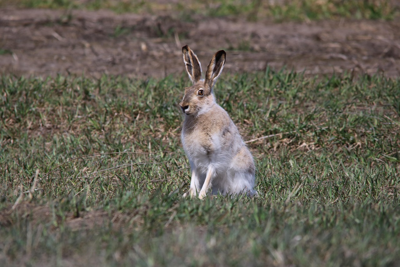 Meri-Lapin Hevospalvelu