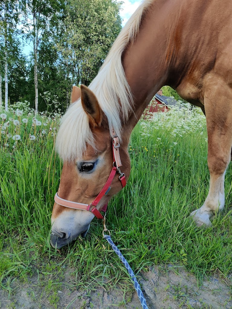 Ratsastuskoulu Taikatalli