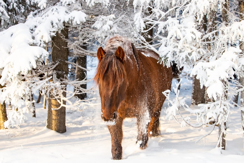 Ruska Laukka - suomenhevospalvelut Ruska Laukka - suomenhevospalvelut