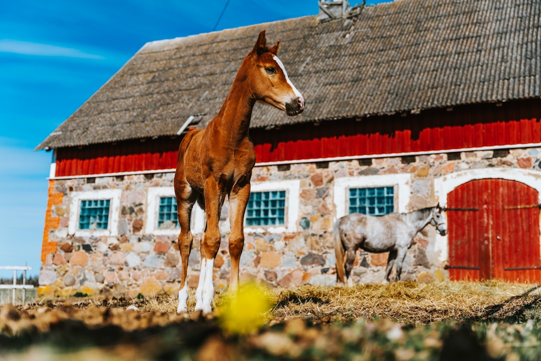 Stable Usvalaakso Stable Usvalaakso