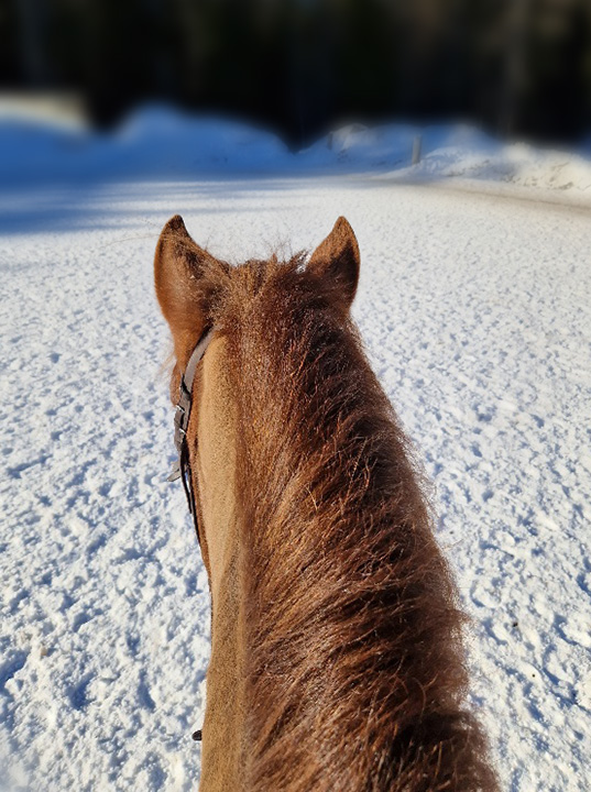Tiia's Horses