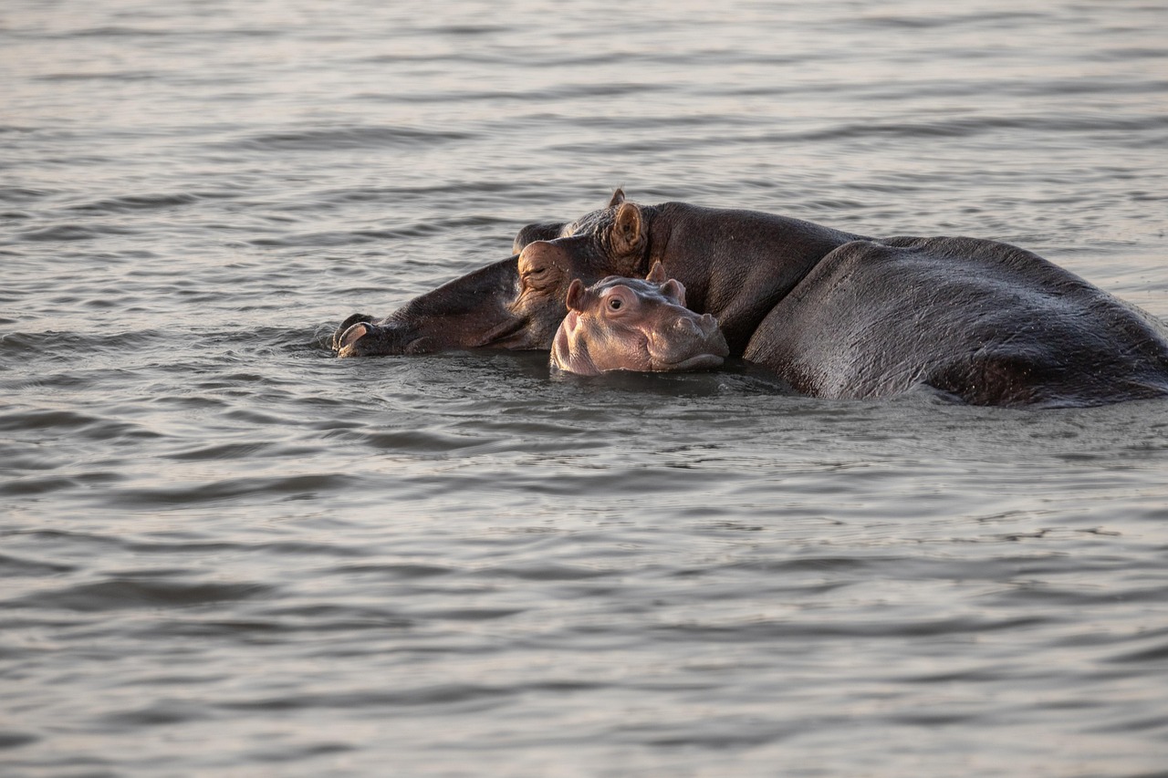 Turun Hippos Turun Hippos