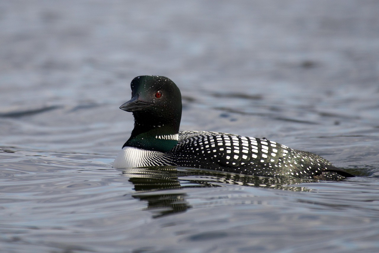 PLUS Loon op Zand PLUS Loon op Zand