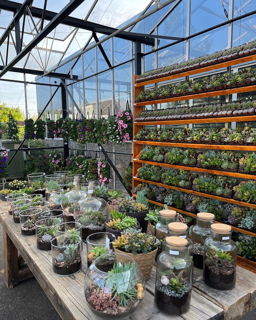 Vette planten shop Vette planten shop