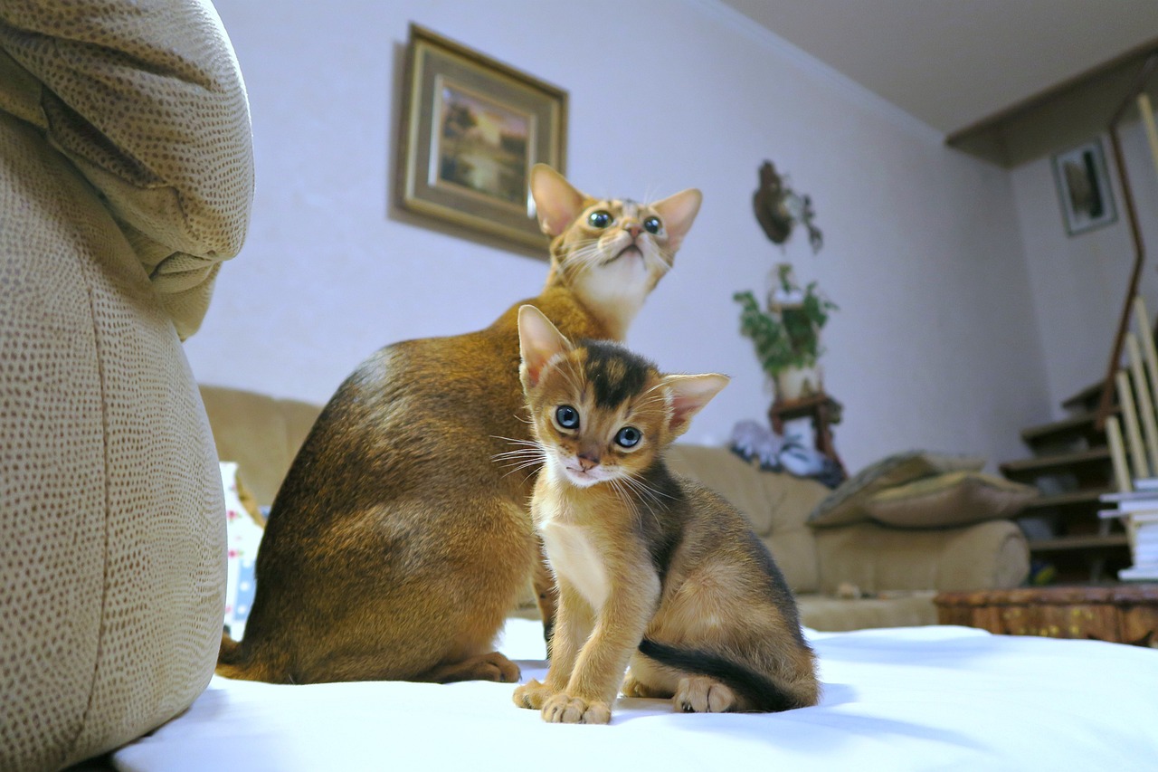 Abyssinia