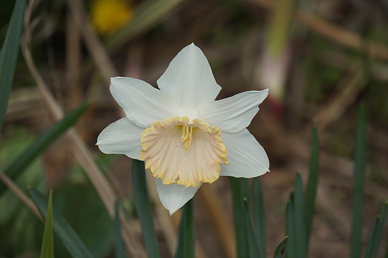 Aebi Fleurs