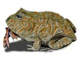 Alpalieabi Alpalieabi