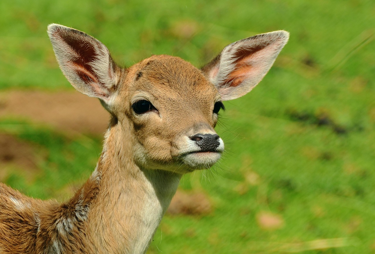 Bistro Bambi