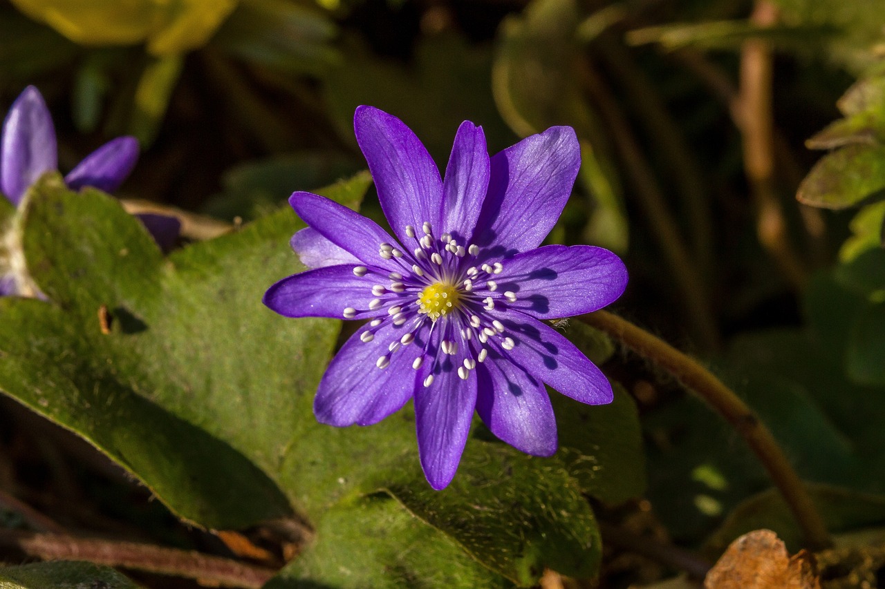 Blume