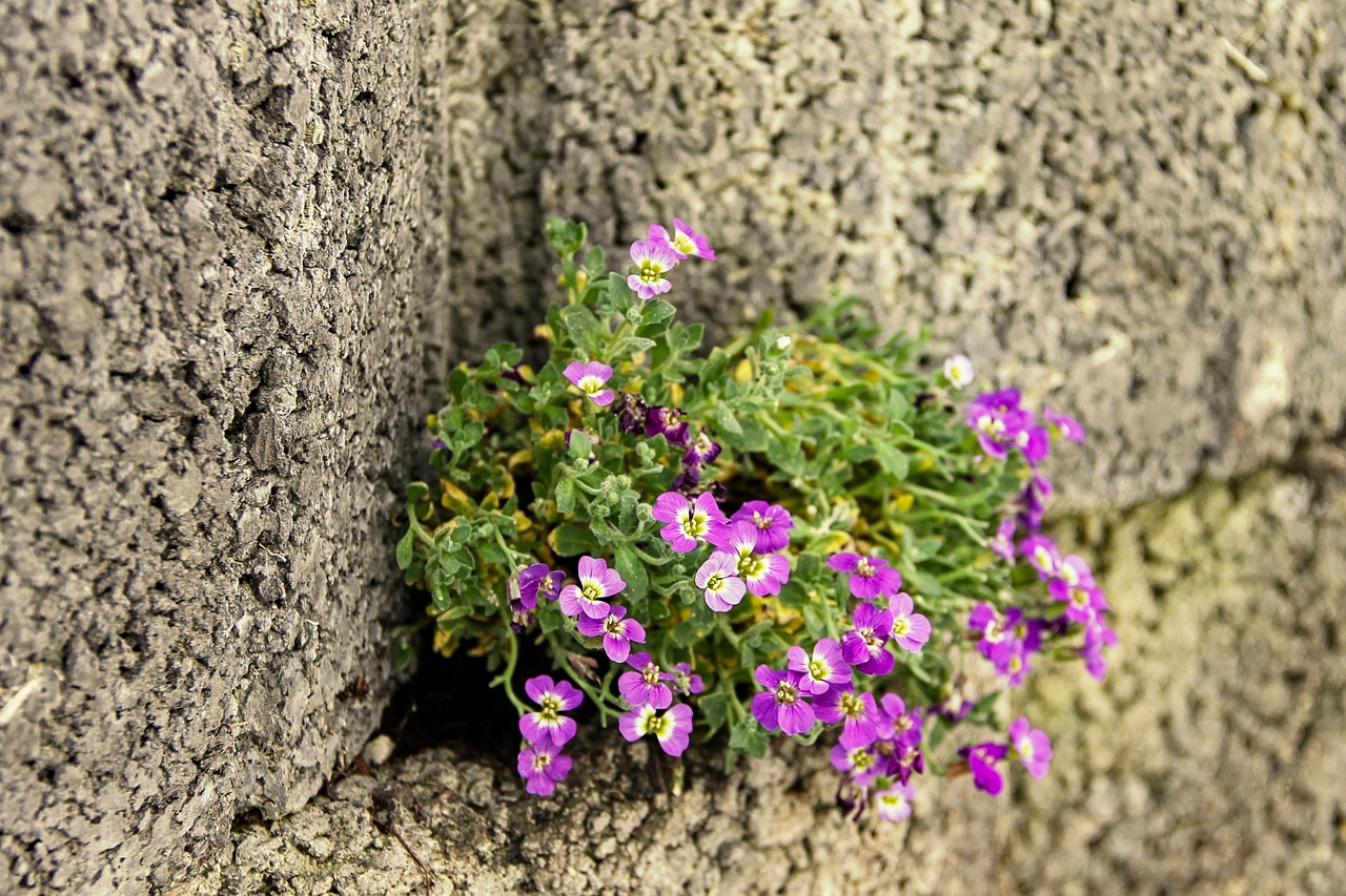 Blumenstein