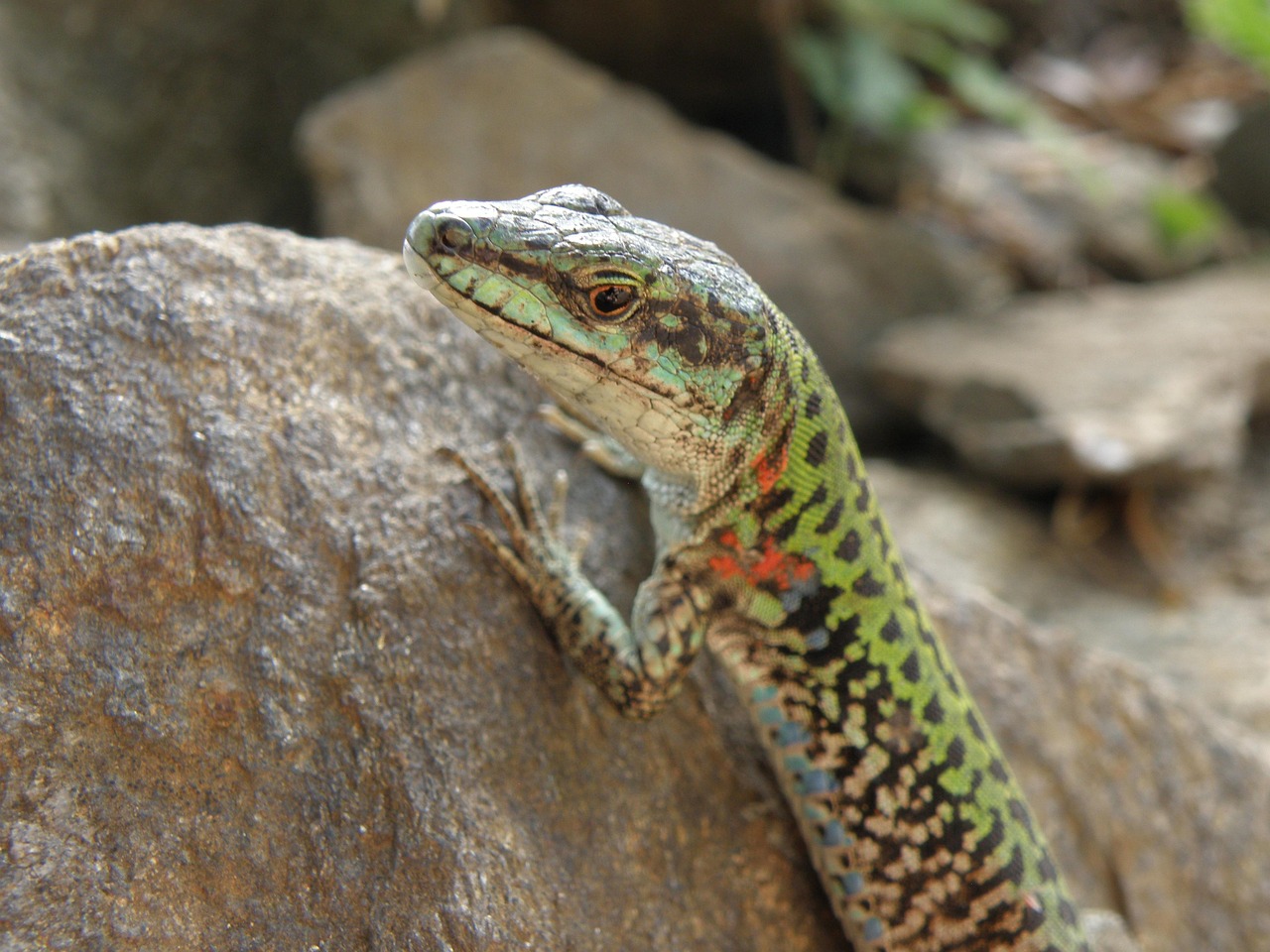Bottega Siculus