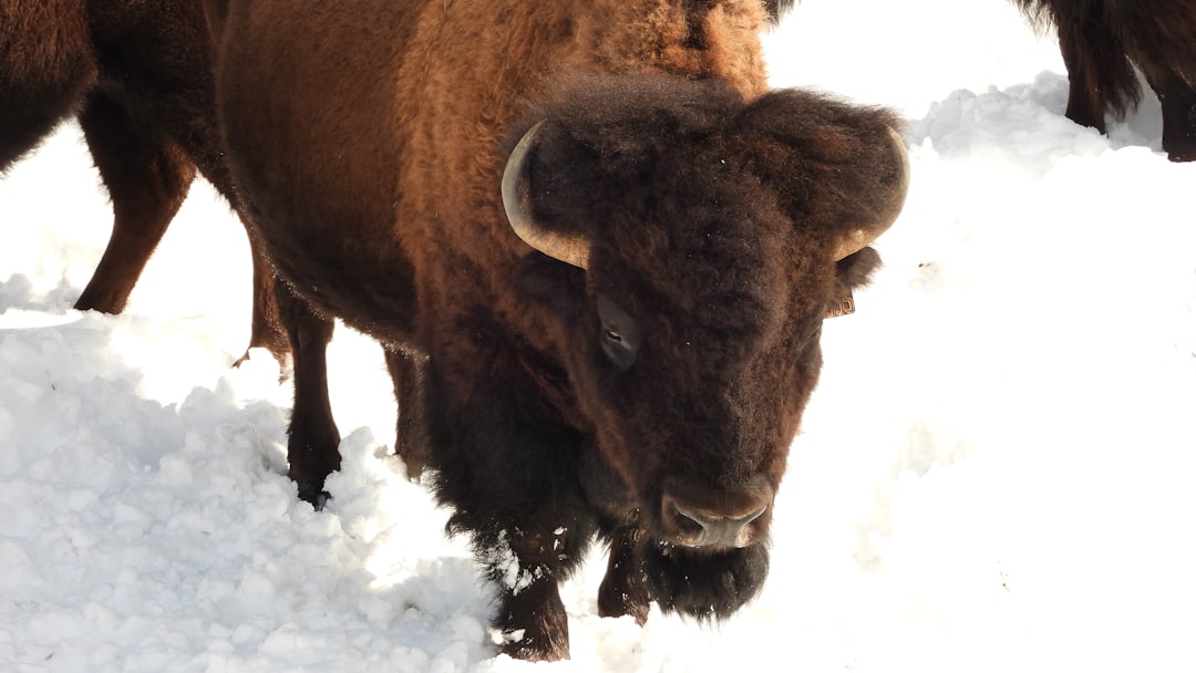 Brown Bull Brown Bull