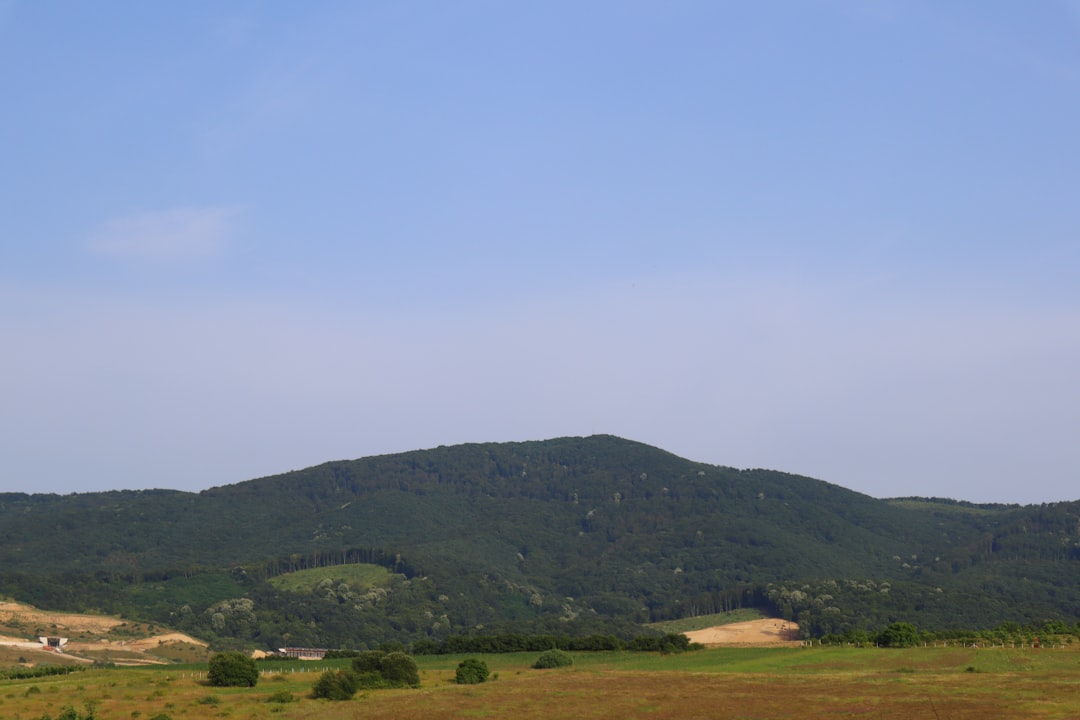 Caluori Caluori