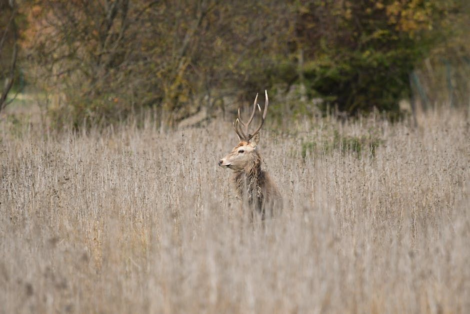 Cerf