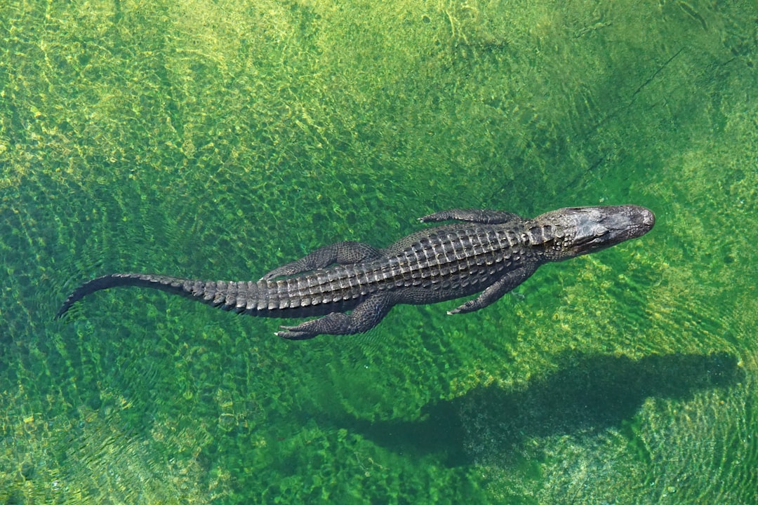 Coccodrillo Coccodrillo