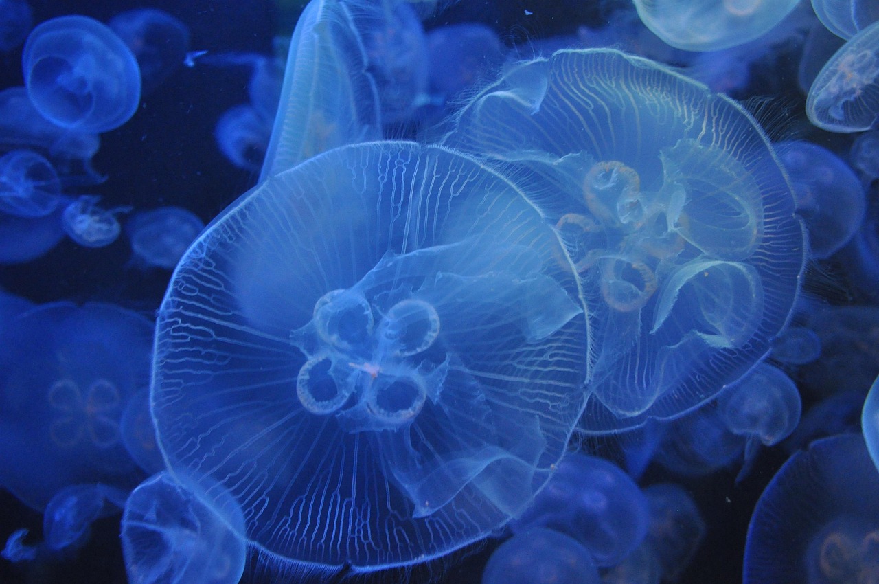 Confiserie Jellyfish