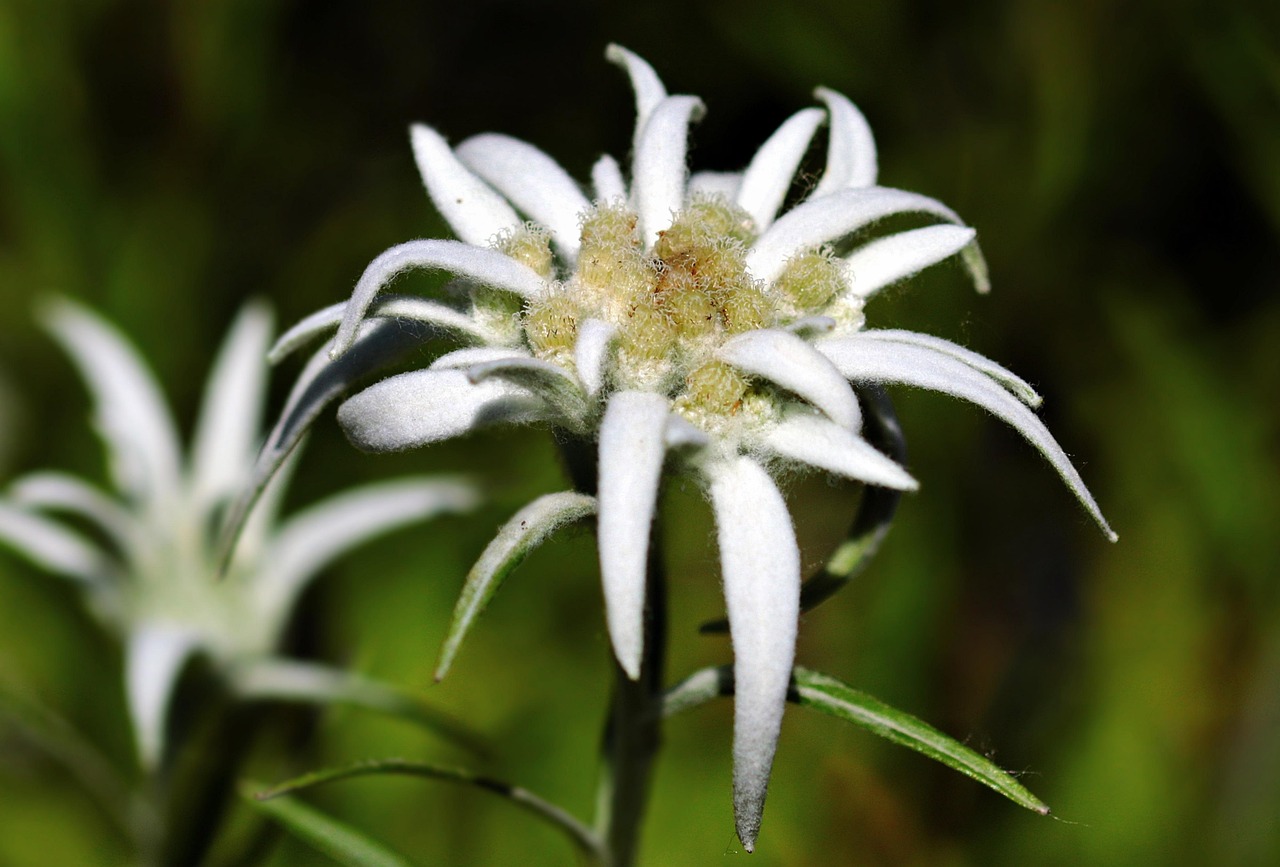 Edelweiss Market Venthône