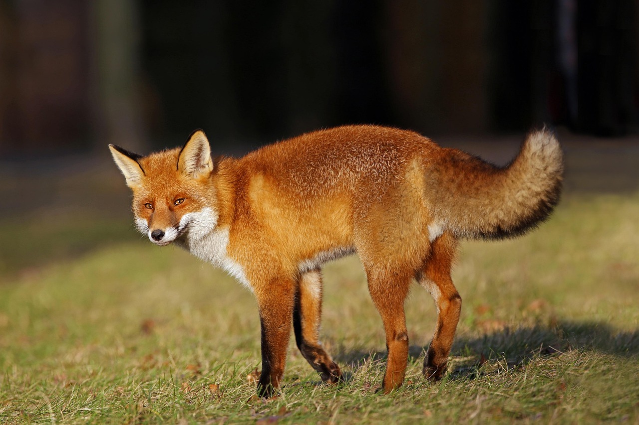 Fast Fox