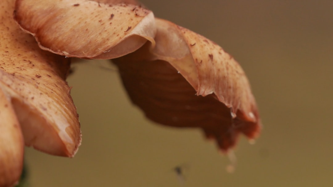 Fleischparadies Fleischparadies