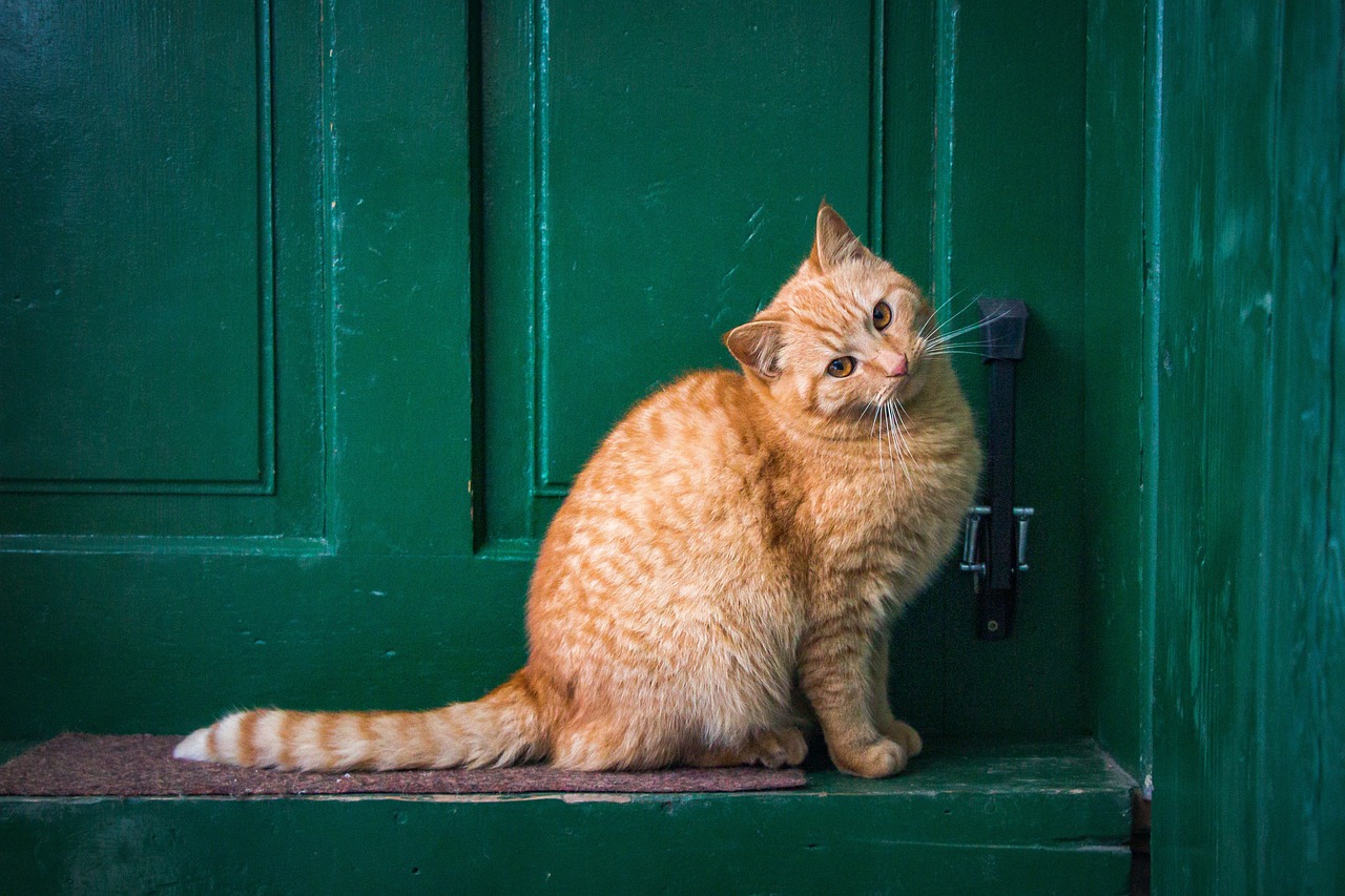 Ginger Haus