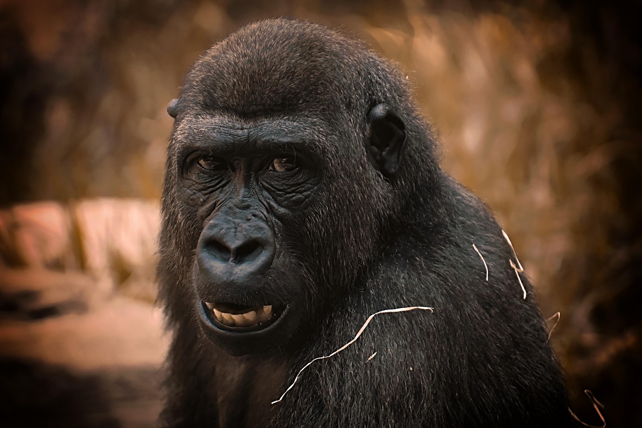 Green Gorilla Carouge