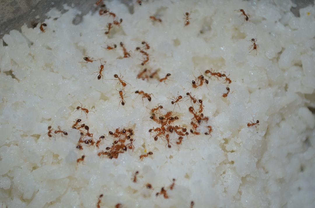 Jesus RICE! by Chef Luna