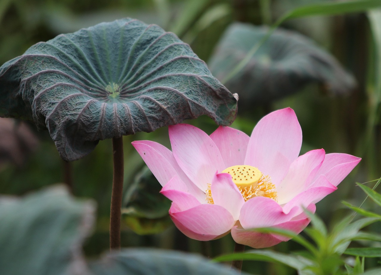 Le Lotus Le Lotus