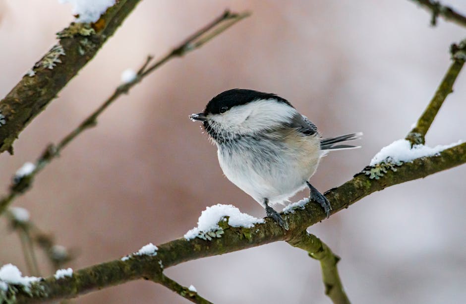 Le P tit Bouchon Cuénoud