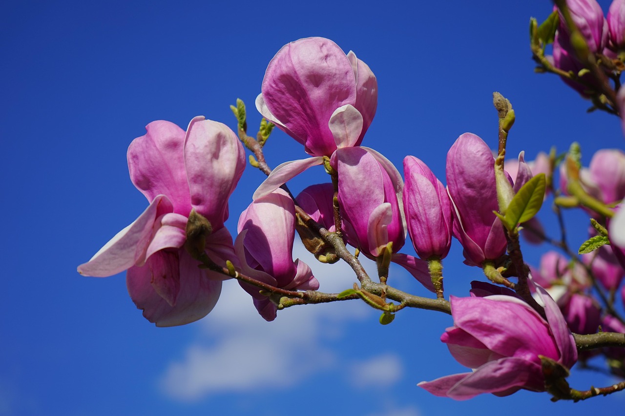 Les Magnolias