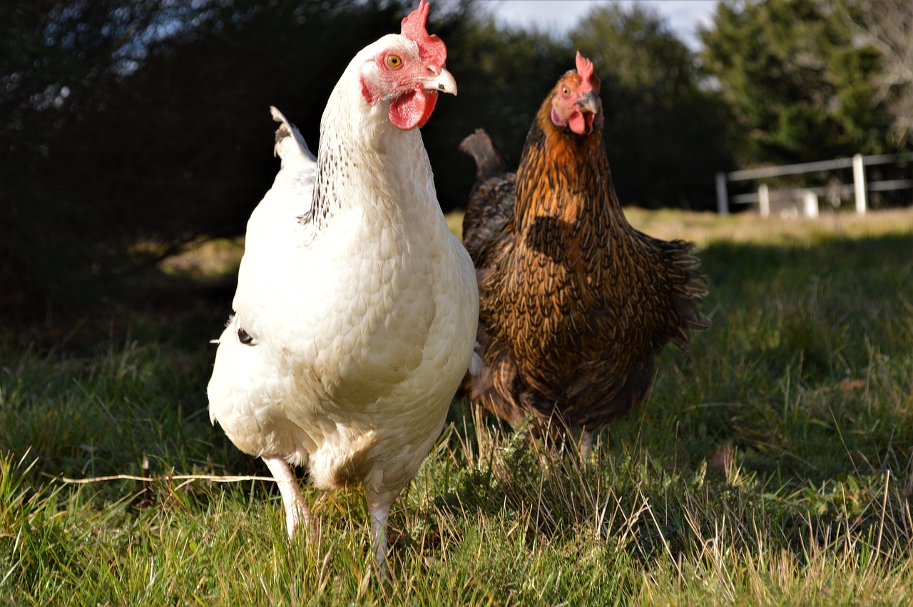 Max Poulet Max Poulet