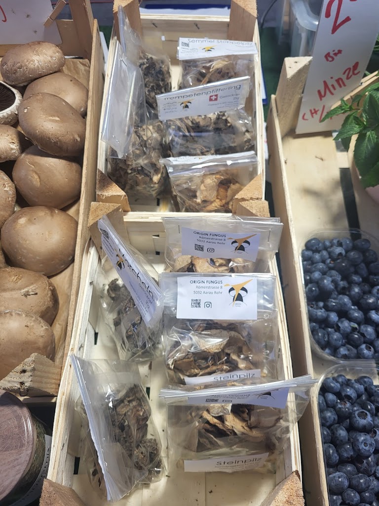 Origin Fungi Origin Fungi