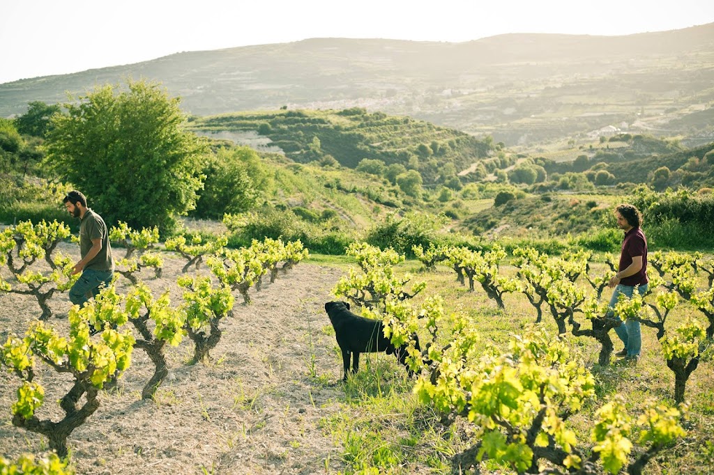 Paphos-Weine GmbH
