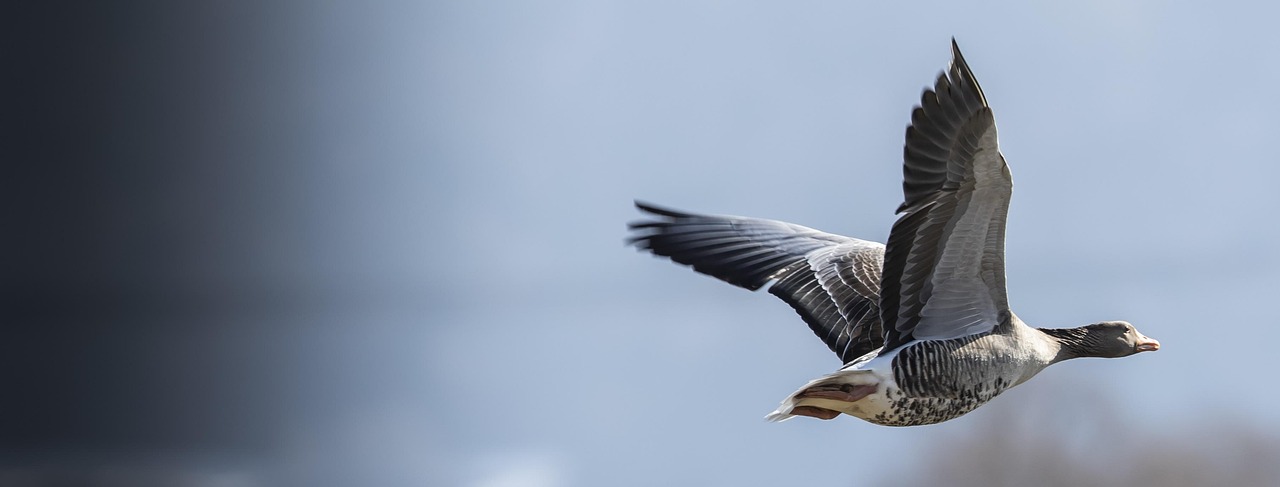 Pinte des Trois Canards