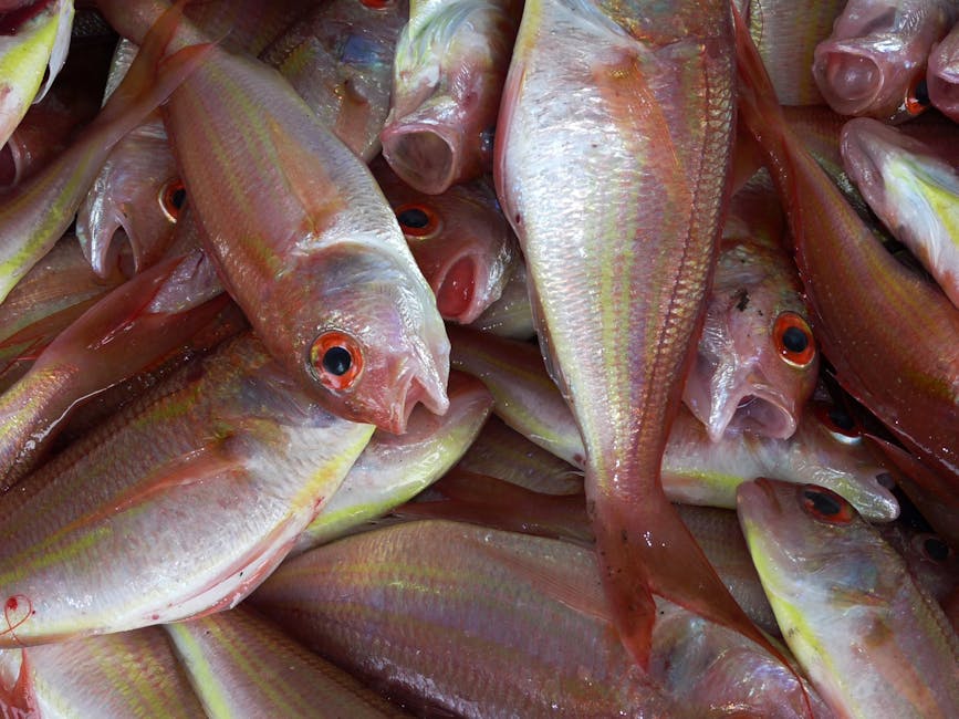 Red Snapper Red Snapper
