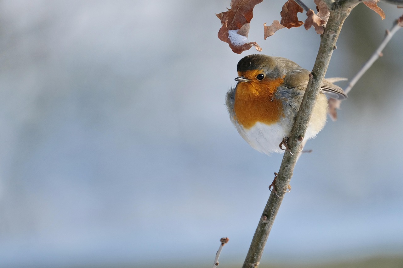 Robin des Pains