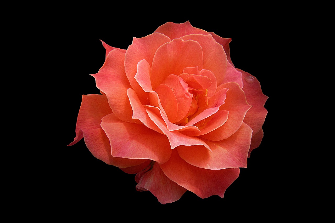 Rosenstädter