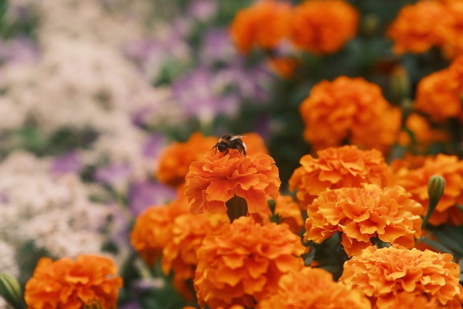 Rosis Garten Rosis Garten