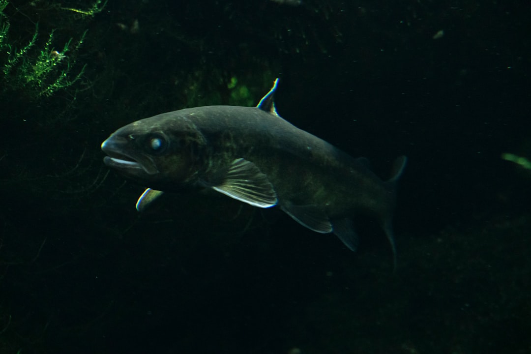 Schwarzmeerfisch GmbH
