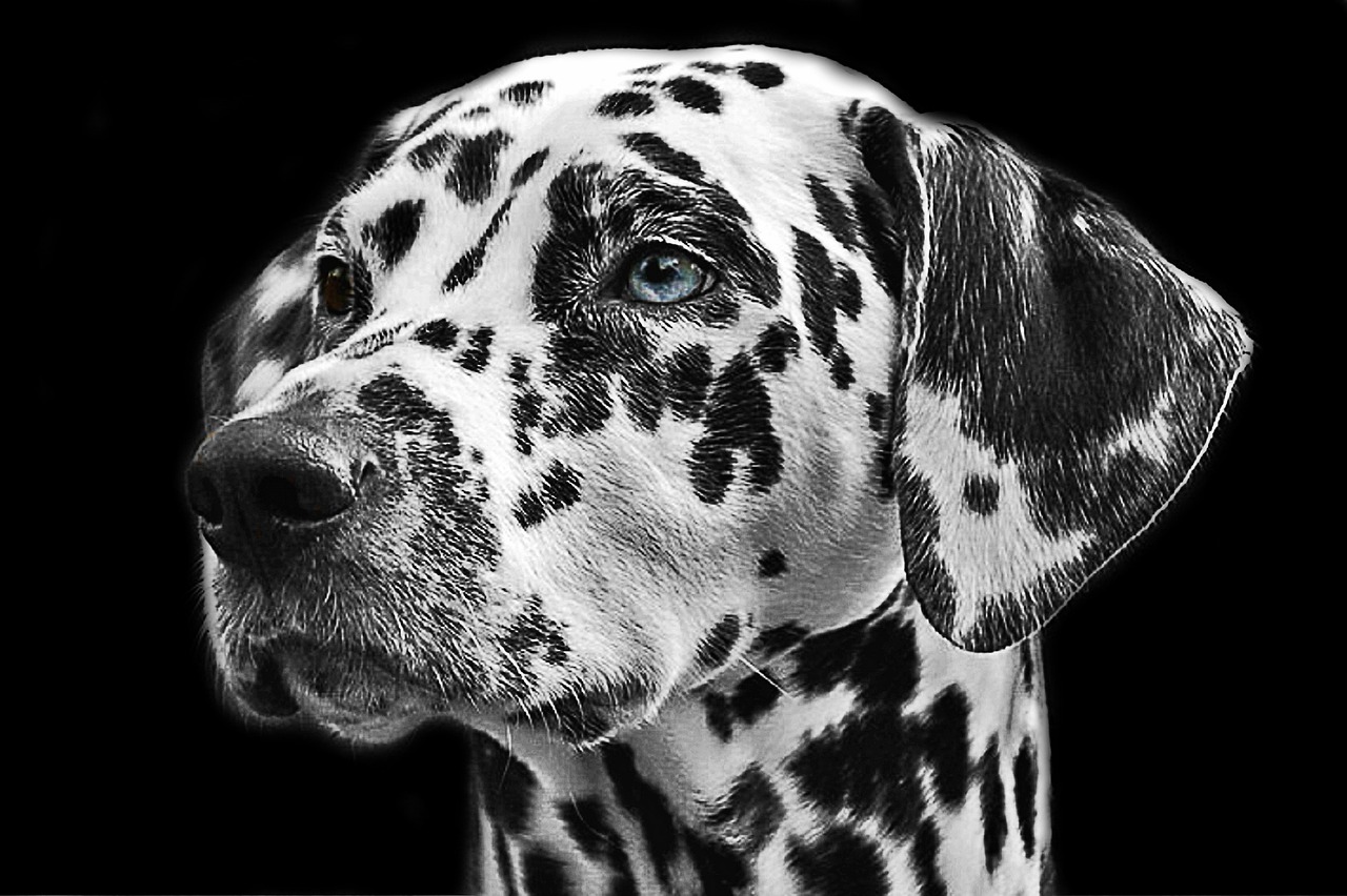 Spotty Spotty