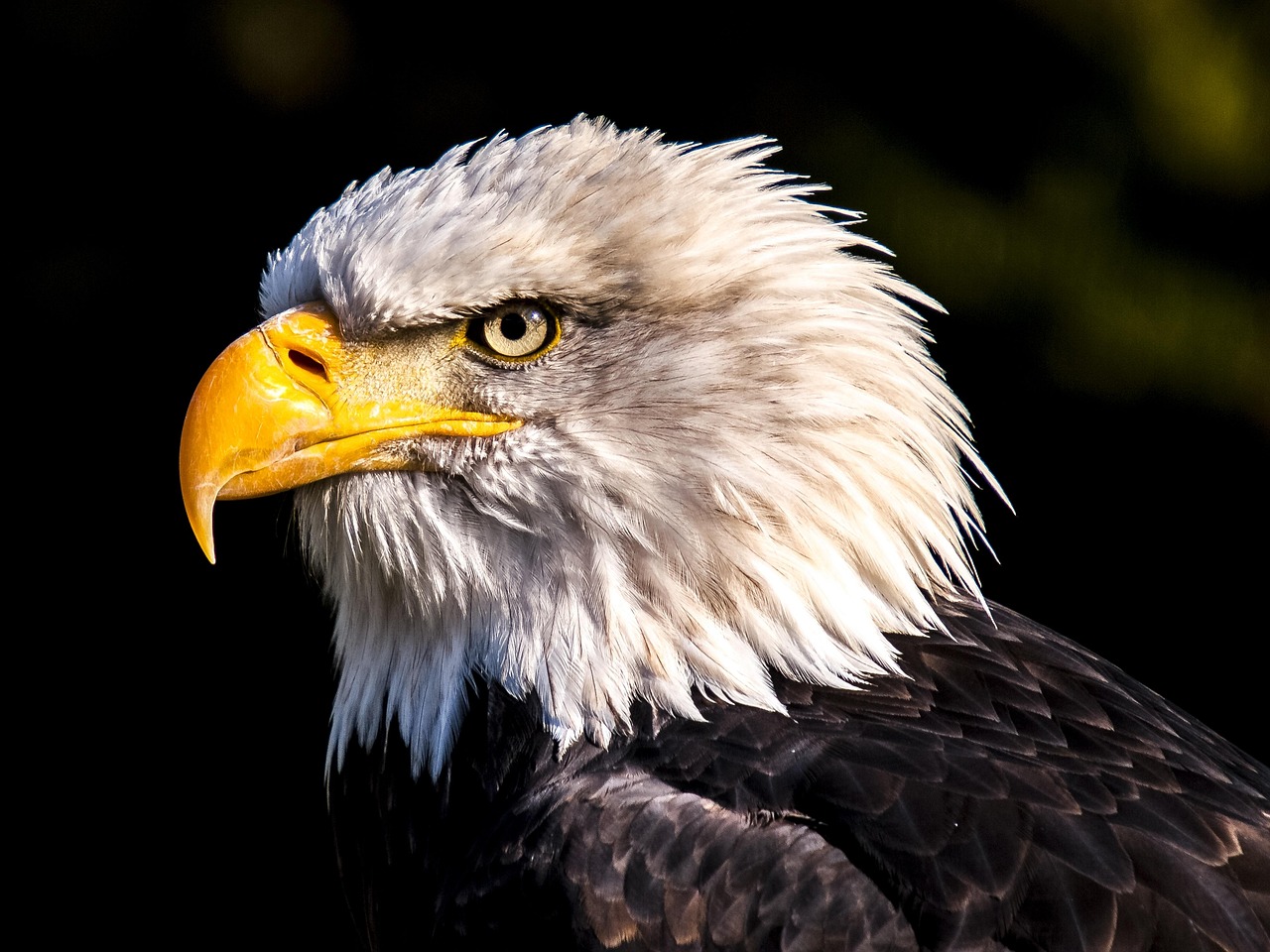 Stiftung Schwarzer Adler Stiftung Schwarzer Adler