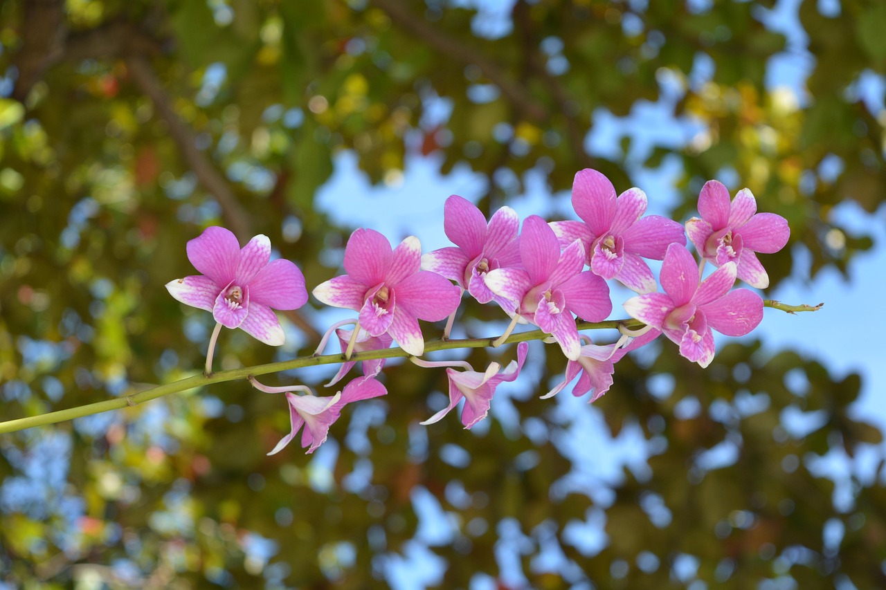 Thai Orchid