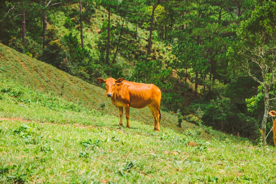 Vache et moi